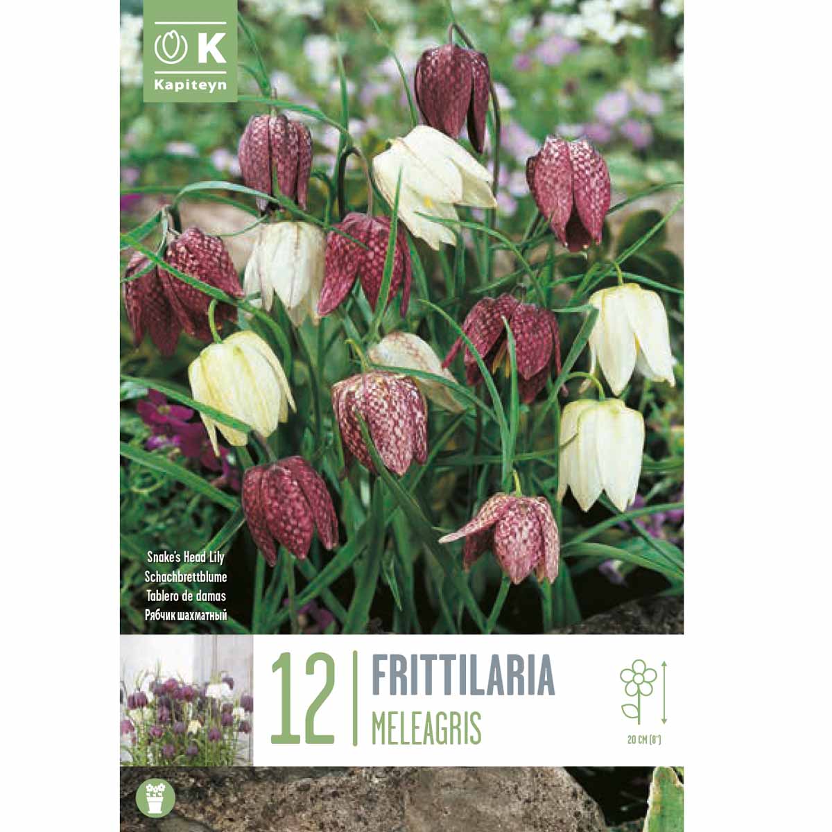 Kapiteyn Fritillaria Meleagris Mixed Colours 12 bulbi