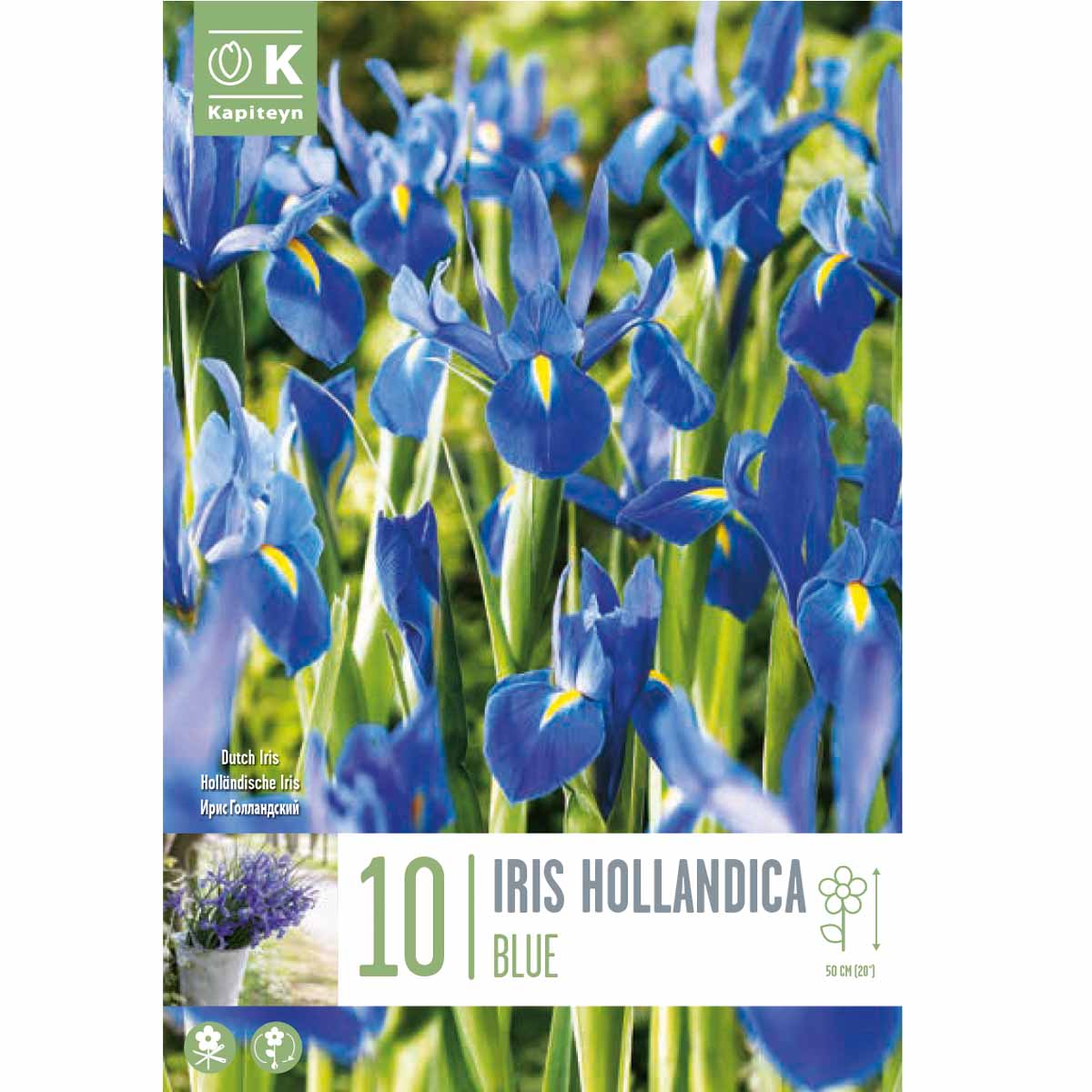 Kapiteyn Iris Hollandica 10 bulbi in varietà
