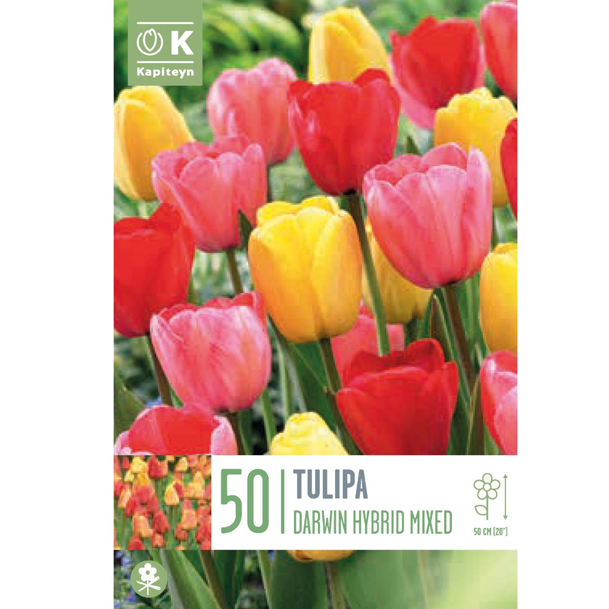 Kapiteyn Tulipani Darwin Mixed Colours 50 bulbi