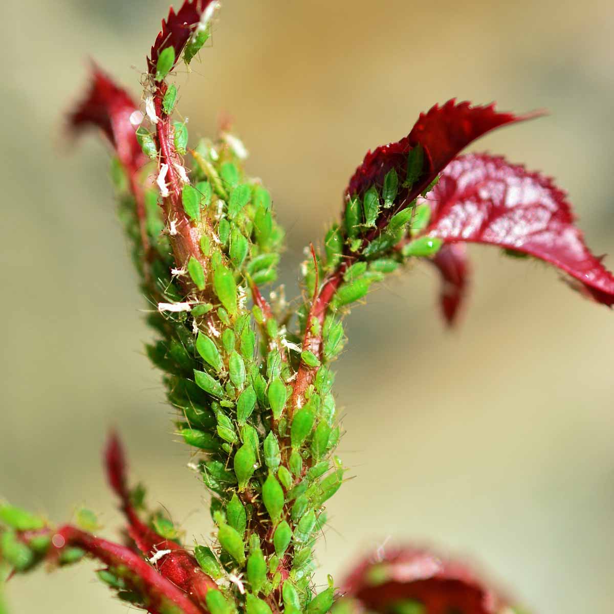 Insetti pungenti e succhianti: riconoscerli per difendersi