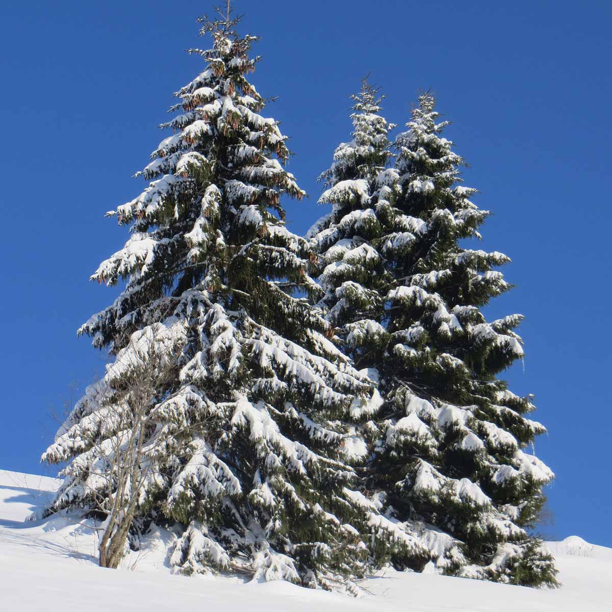 Albero di Natale Picea Omorika