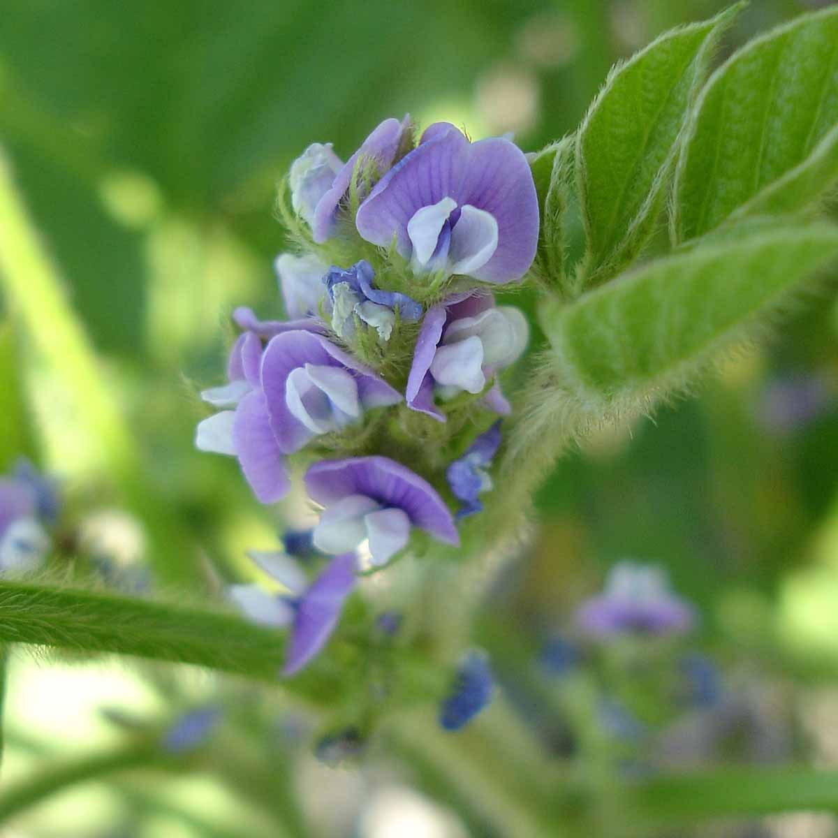 L’olio di soia aumenta la resistenza delle piante