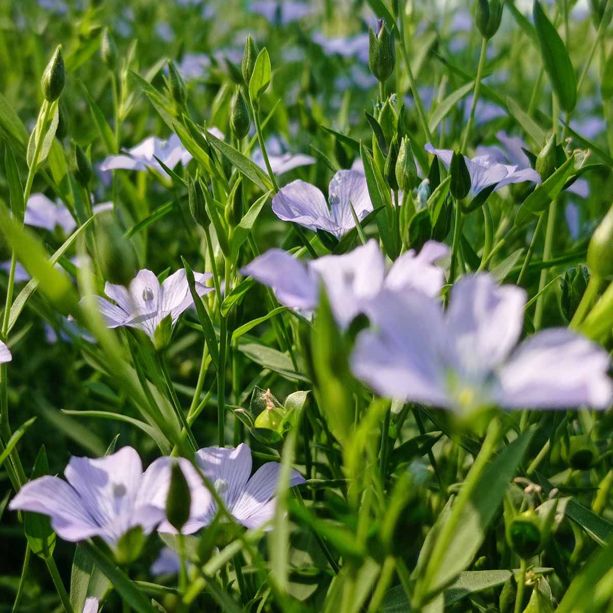 L’olio di Lino per difendere le piante