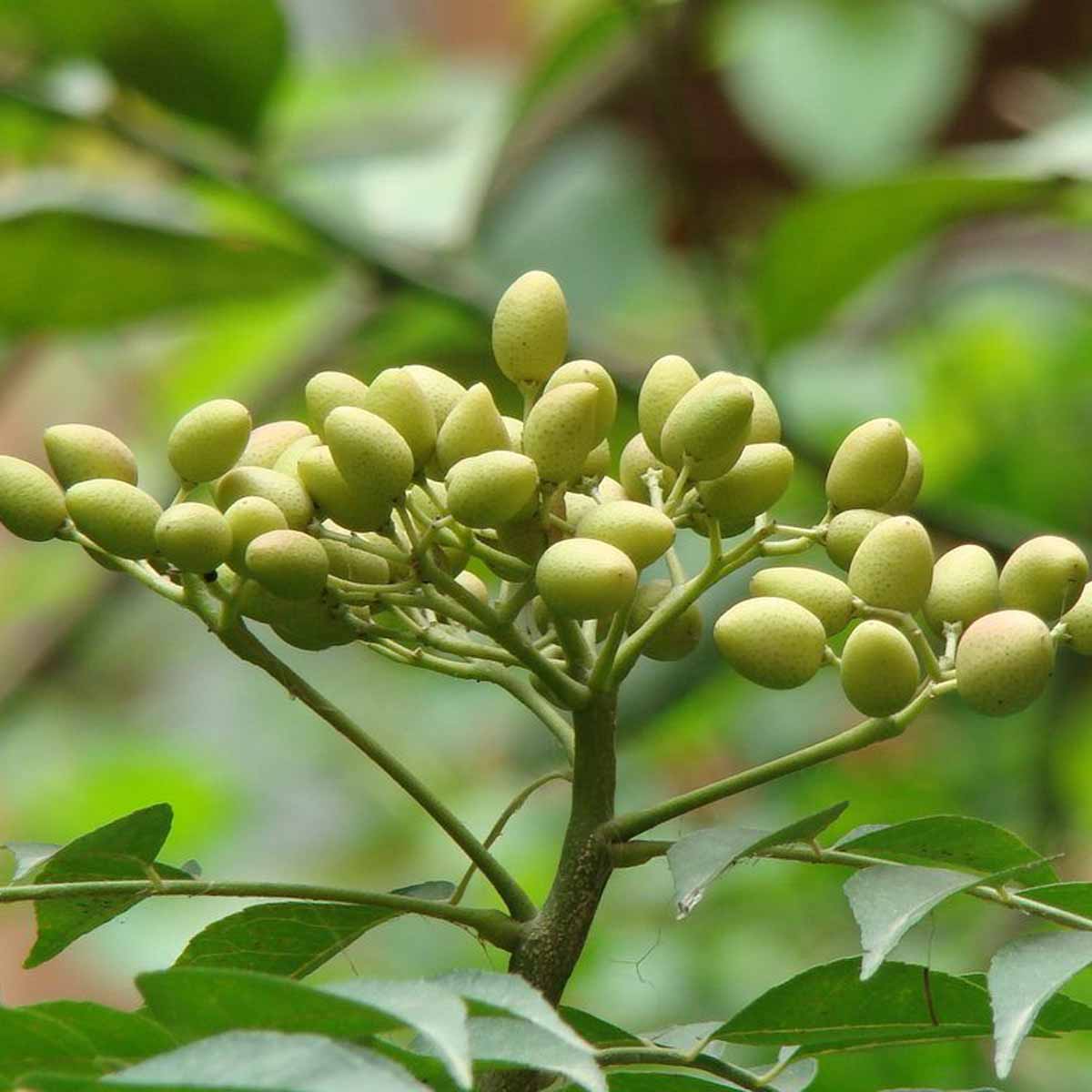 Olio di Neem un insetticida naturale