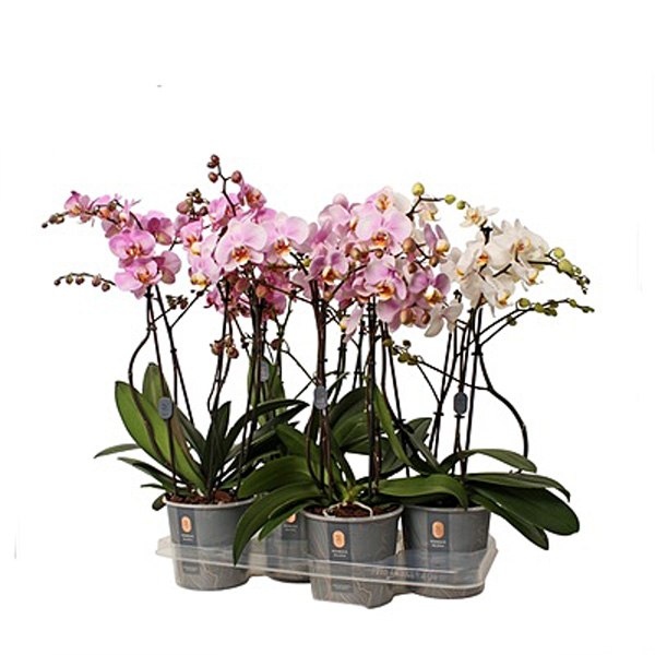 Orchidea Phalaenopsis Marvellous
