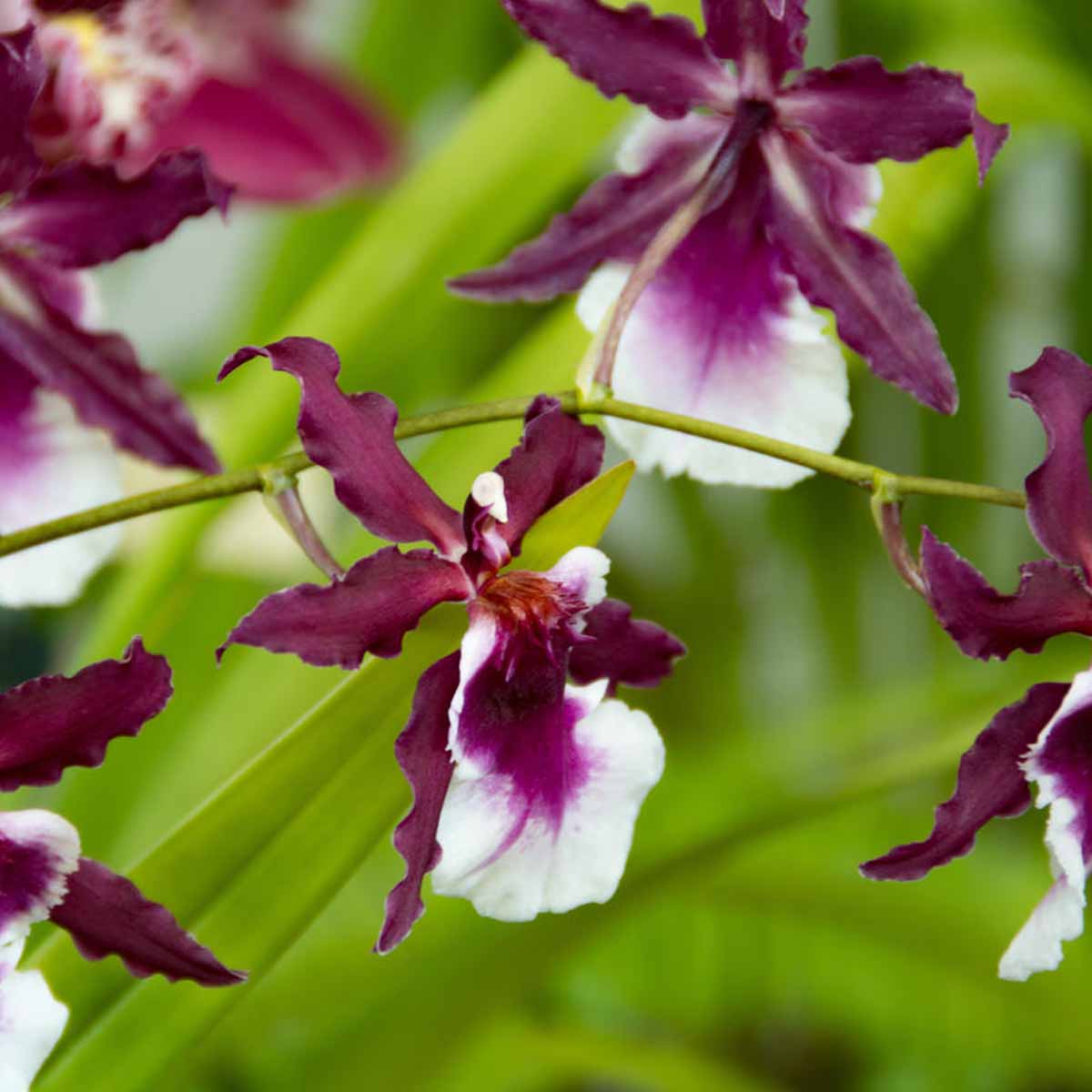 L’Orchidea Oncidium simbolo di eleganza