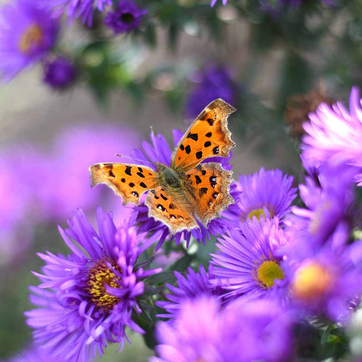 Il giardinaggio è utile o inquinante?