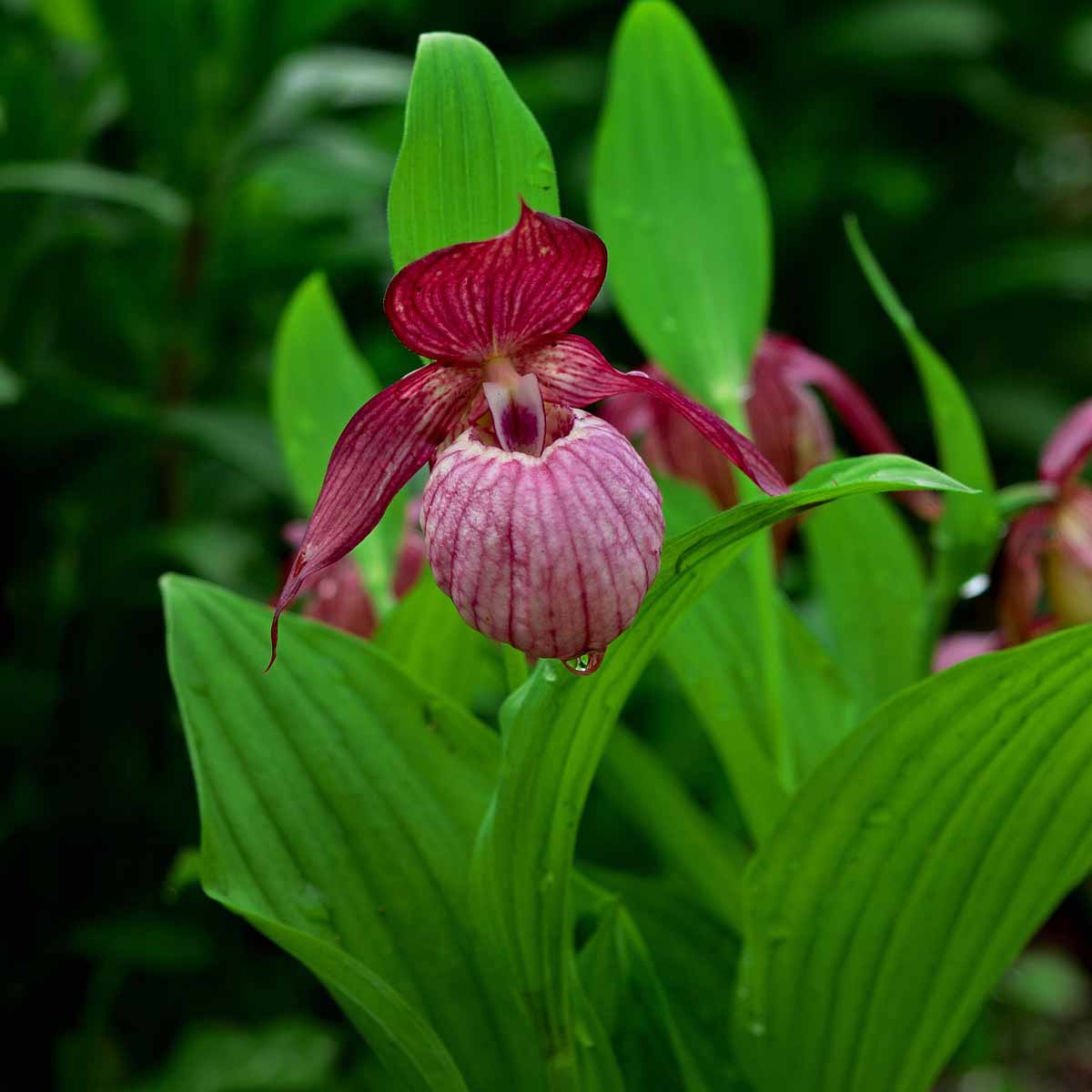Orchidea Cypripedium in varietà