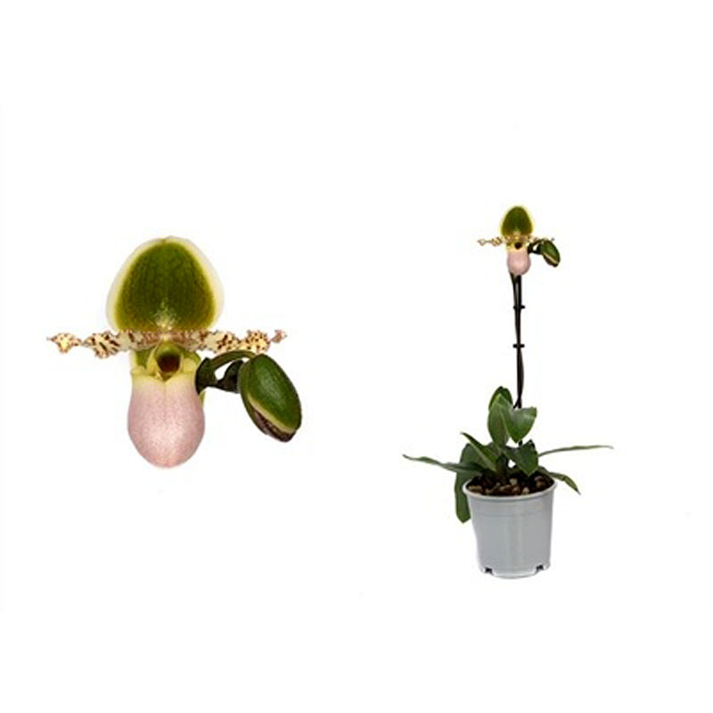 Orchidea Paphiopedilum Pinocchio