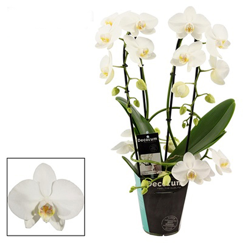 Orchidea Phalaenopsis Twirl Tropic Snowball
