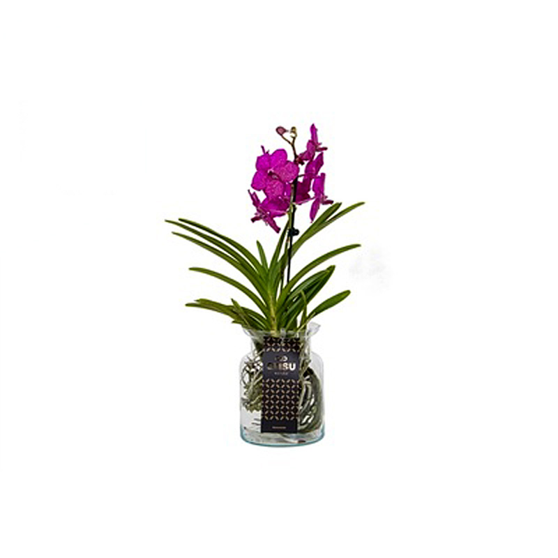 Orchidea Vanda Cerise in vaso di vetro