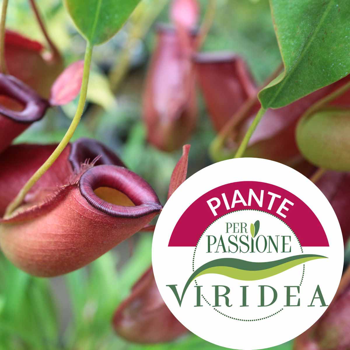 Per Passione – Nepenthes in basket