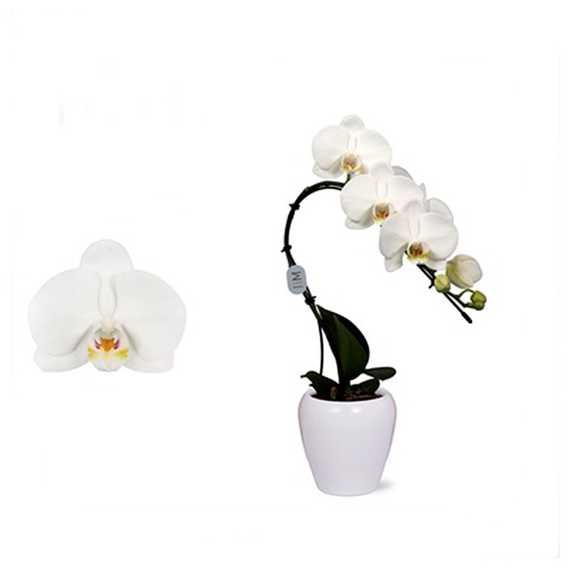 Phalaenopsis Swan Bianco in vaso di Ceramica