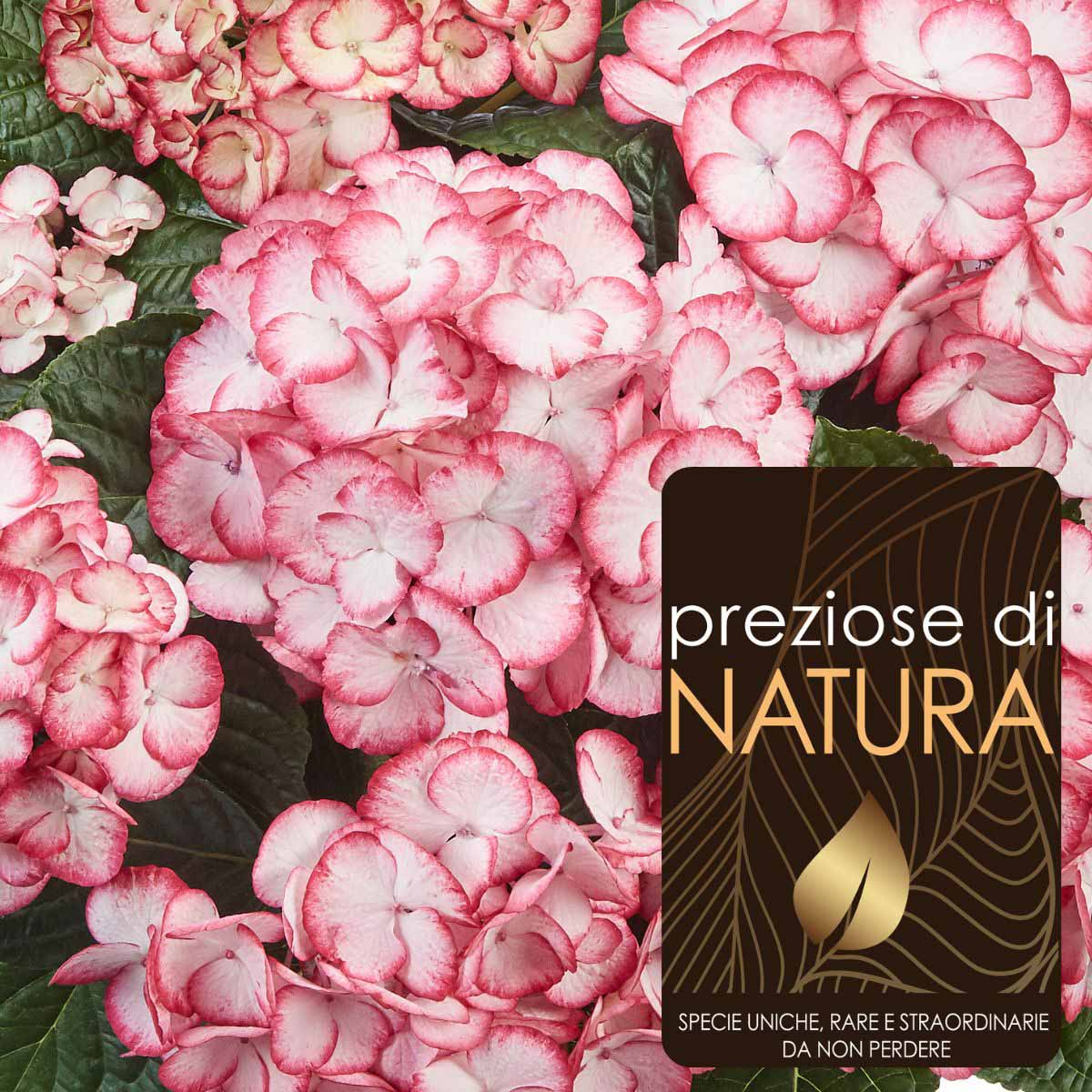 Preziose di Natura – Ortensia Hydrangea Macrophylla “Elfy”