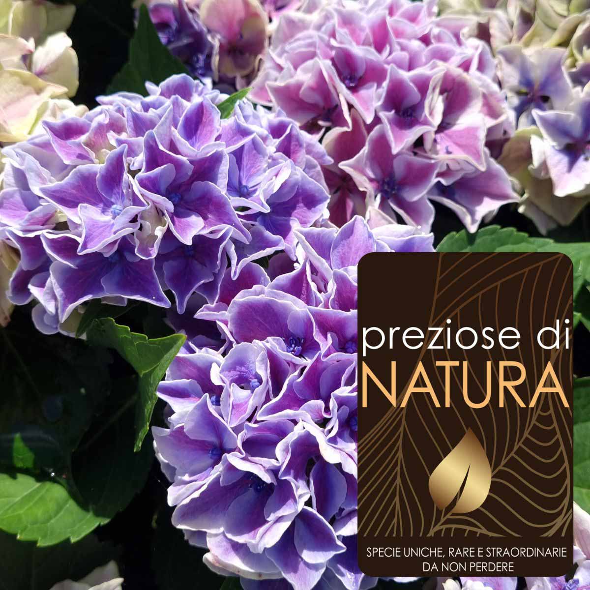 Preziose di Natura – Ortensia Hydrangea Macrophylla “Saxon® Candy Heart Blue”