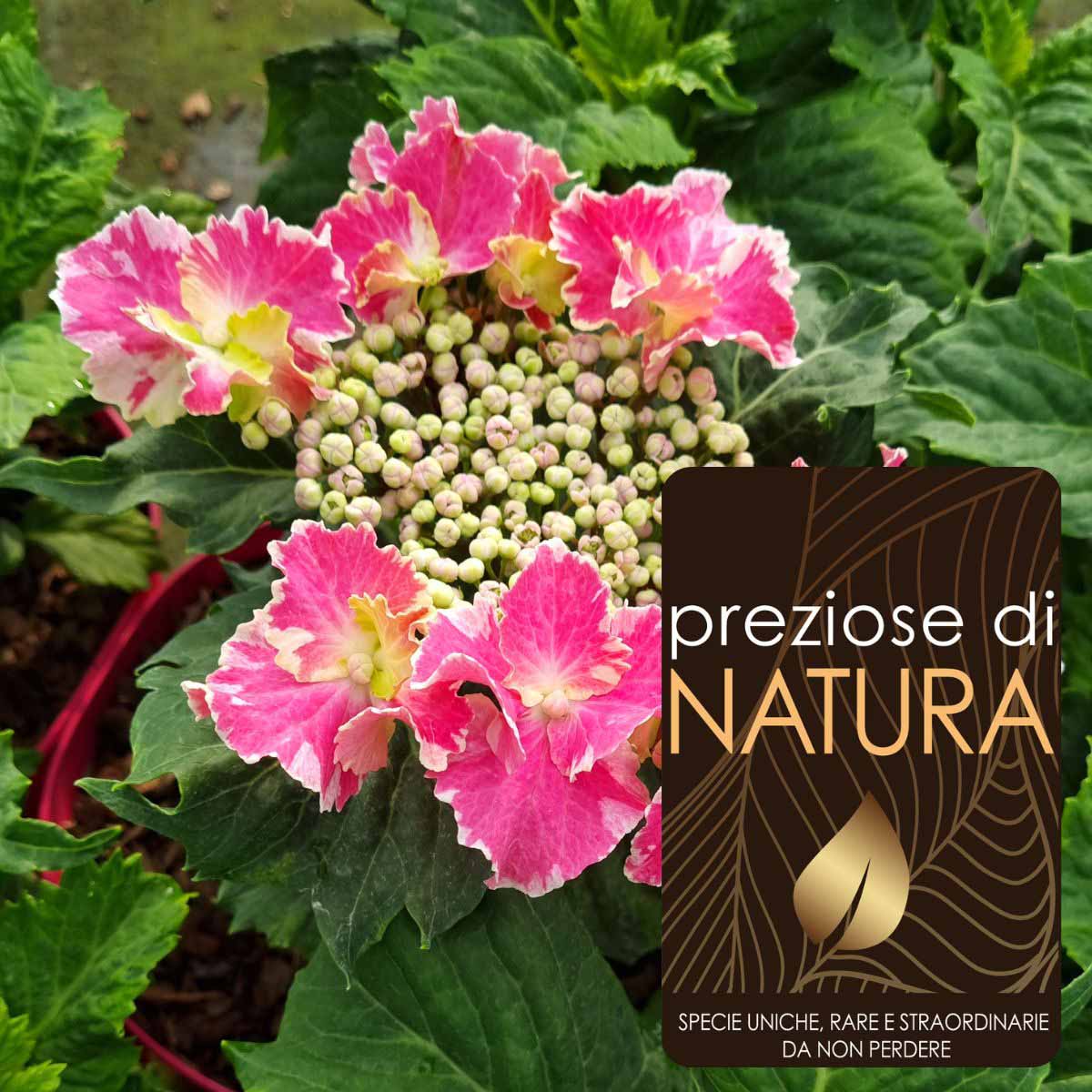 Preziose di Natura – Ortensia Hydrangea Macrophylla SO LONG®”Starlit Sky”