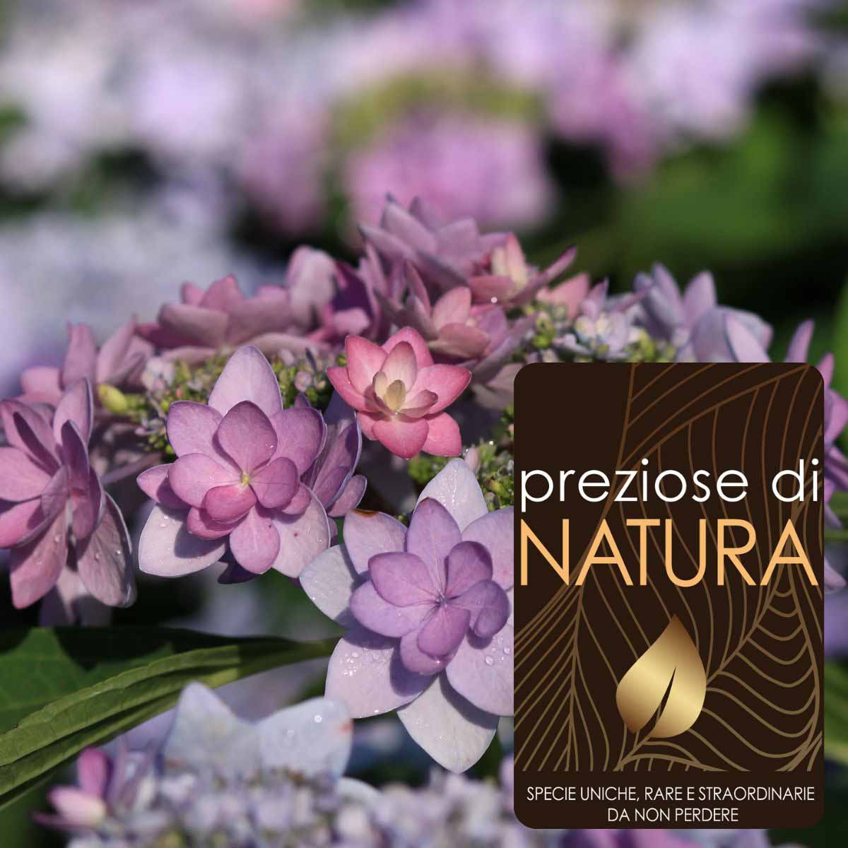 Preziose di Natura – Ortensia Hydrangea YOU & ME “Romance”