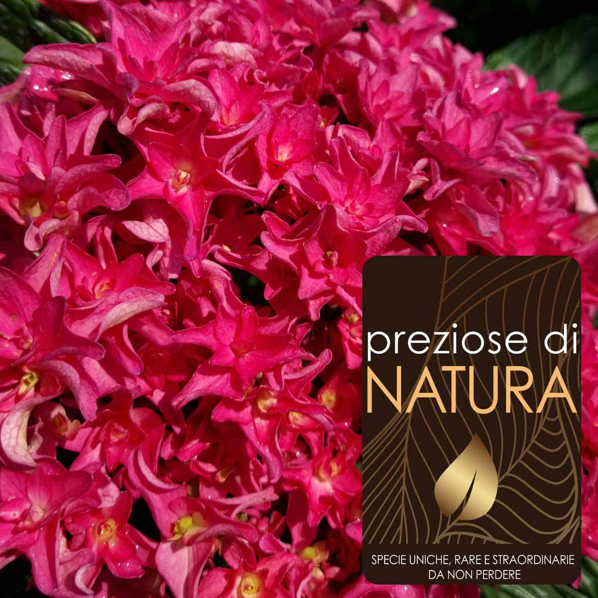 Preziose di Natura – Ortensia Hydrangea YOU&ME “Princess Diana”