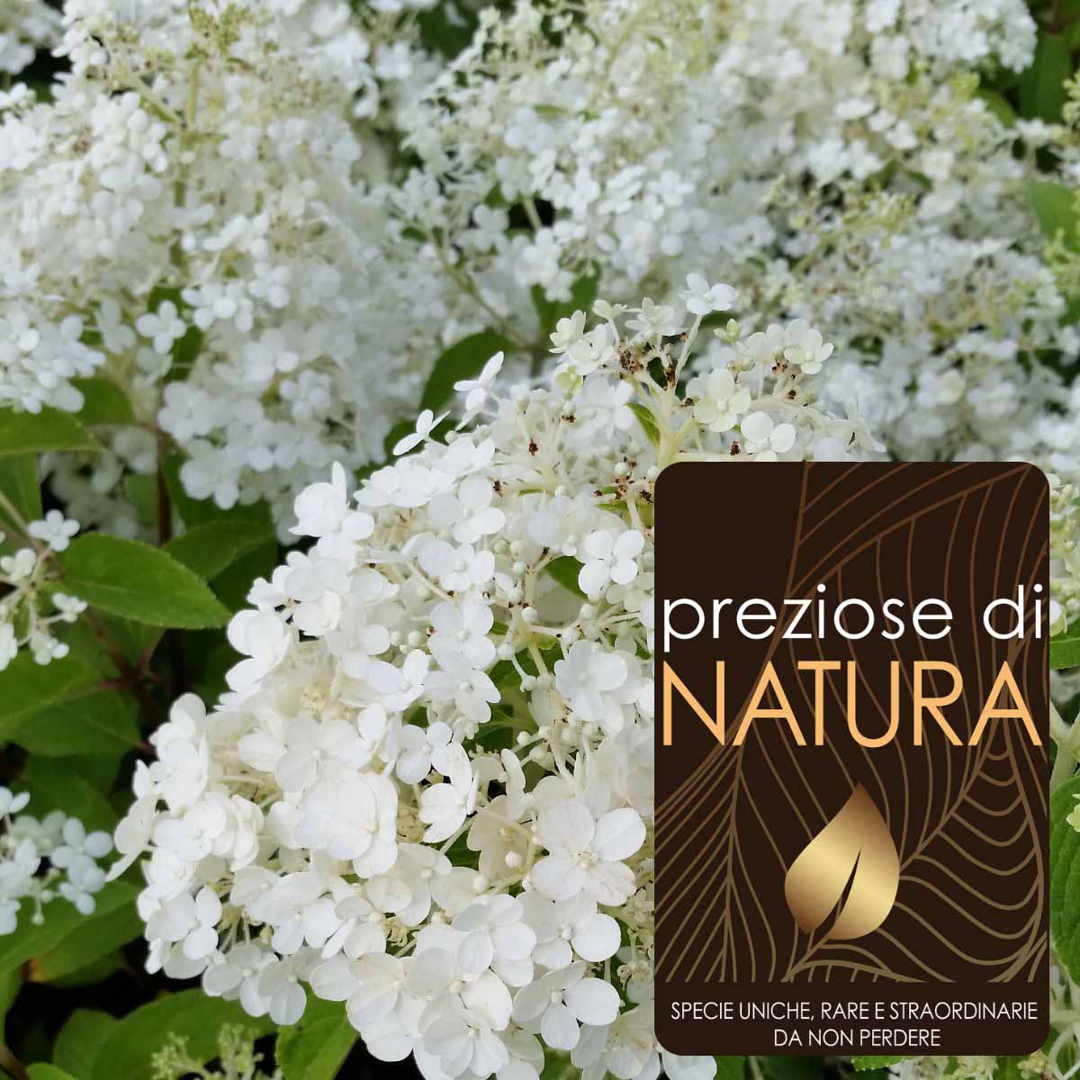 Preziose di Natura – Ortensia Hydrangea paniculata “Bobo”®