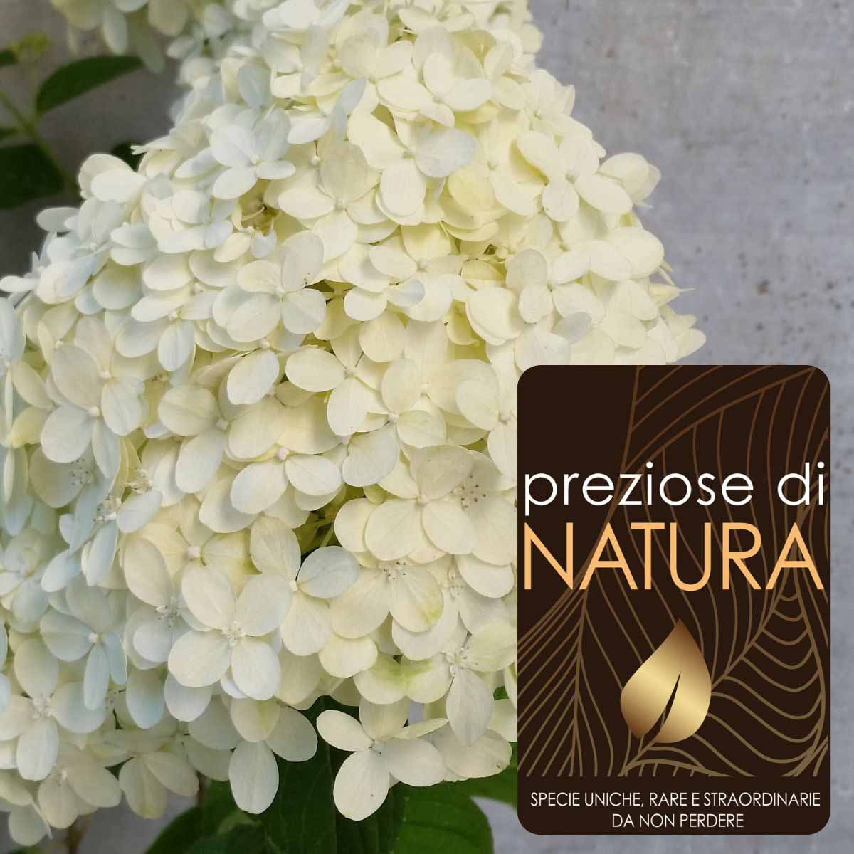 Preziose di Natura – Ortensia Hydrangea paniculata “Limelight” PBR