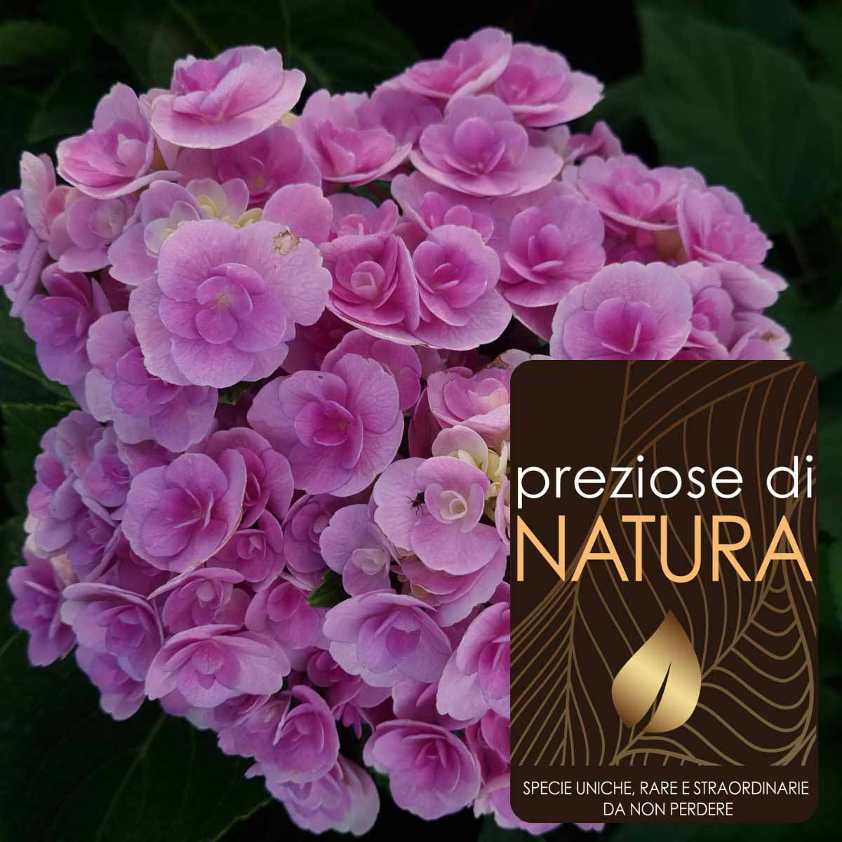 Preziose di Natura – Ortensia Macrophylla YOU & ME “Love”