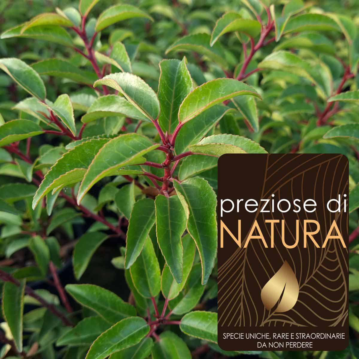 Preziose di Natura – Prunus lusitanica “Brenelia” PBR
