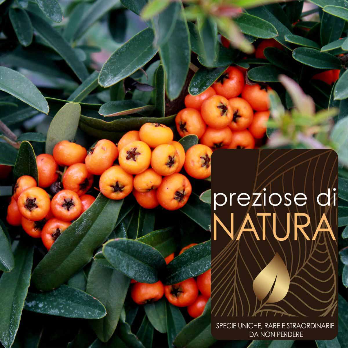 Preziose di Natura – Pyracantha “Navaho”