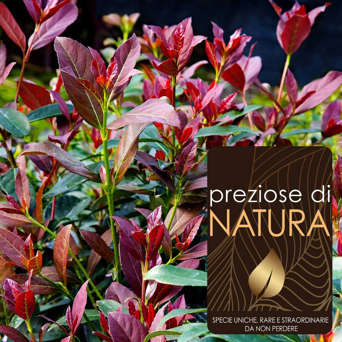 Preziose di Natura – Viburnum odorantissimum “Coppertop”