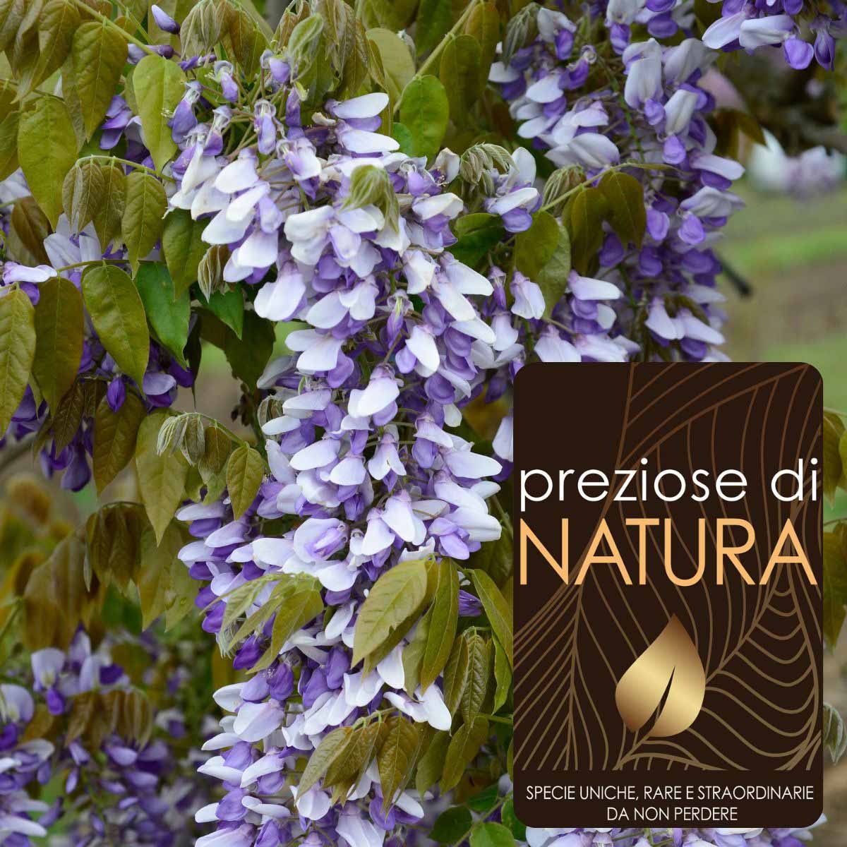 Preziose di Natura – Wisteria (Glicine) Grande Diva “Nathalie”