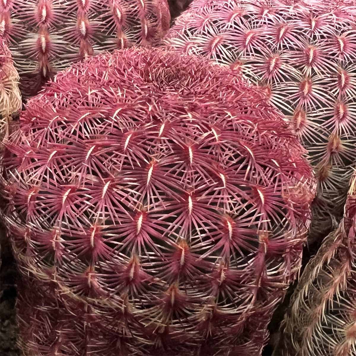 Echinocereus Rigidissimus var. Rubrispinus