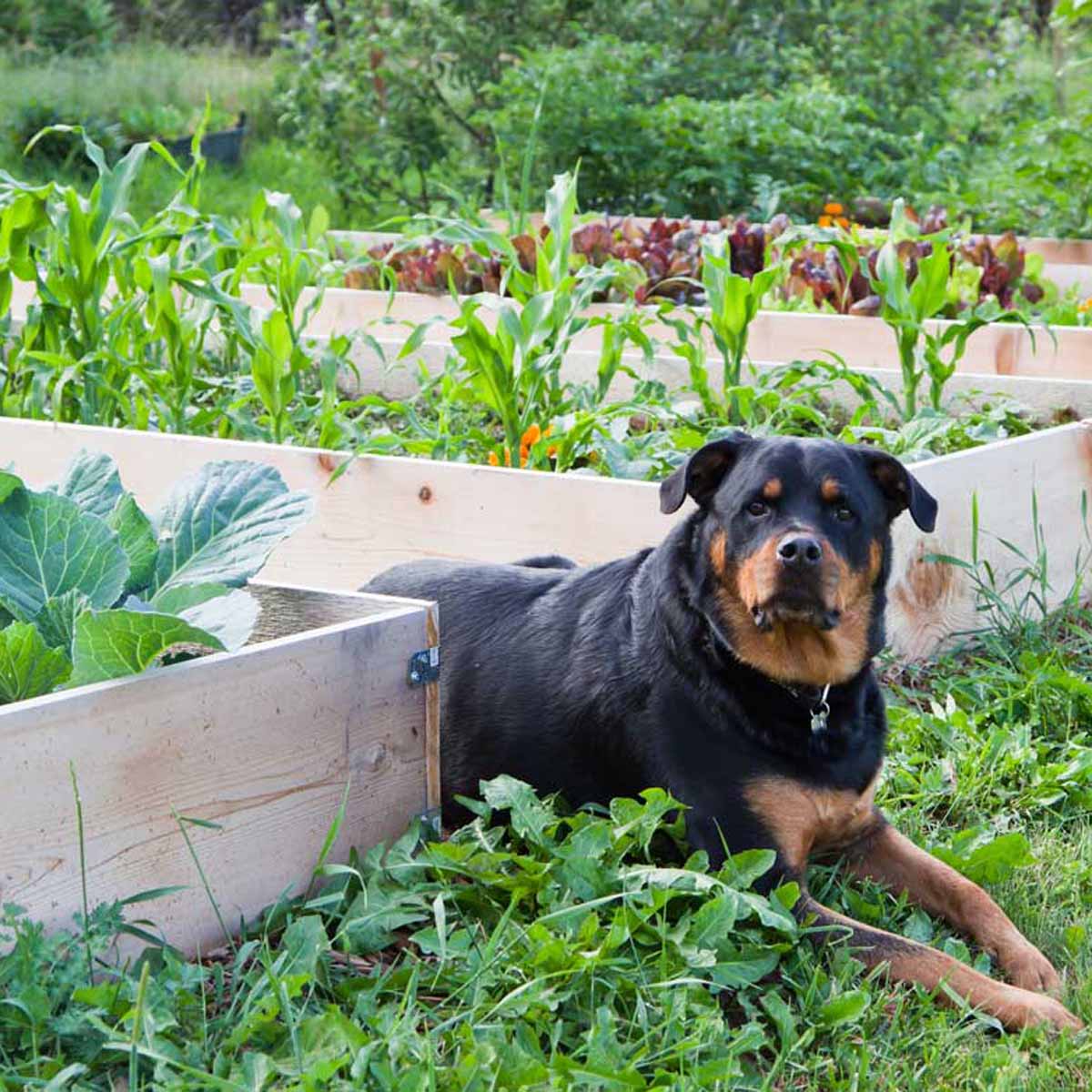 Giardinaggio Vegano anche nell’orto