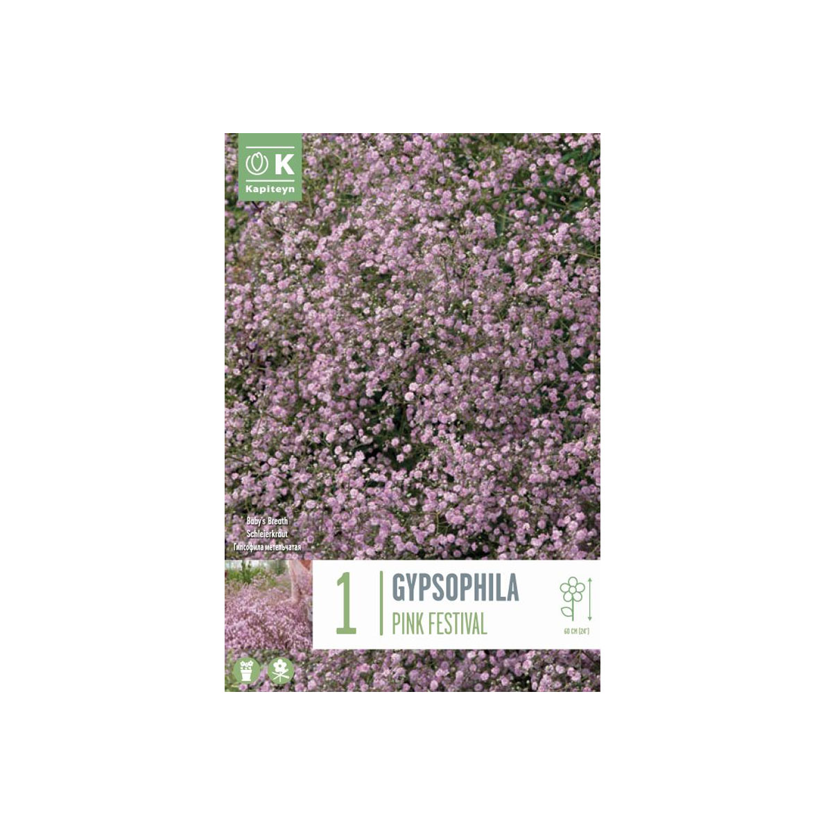 Gypsophila paniculata ‘Pink Festival’ (1 bulbo)