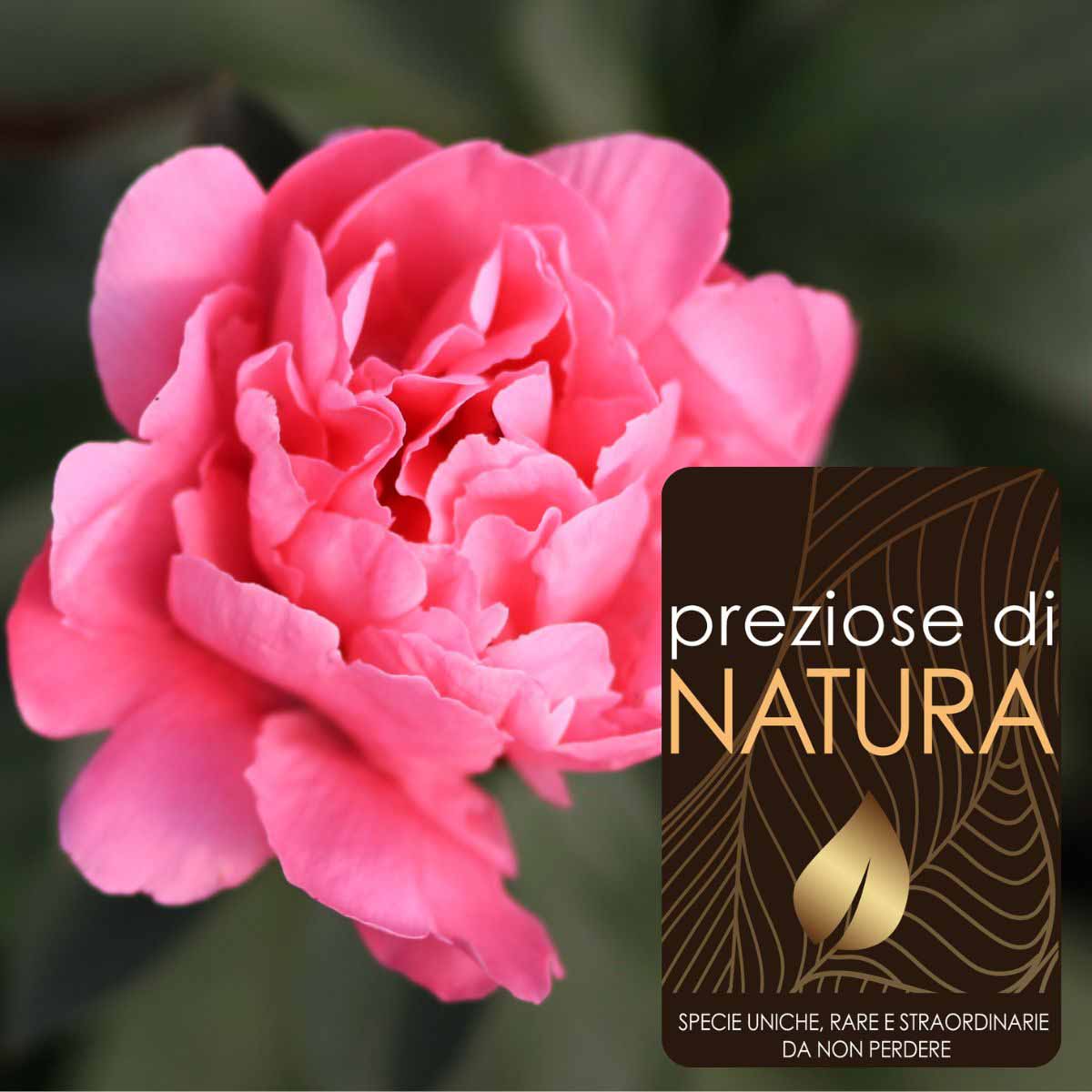 Preziose di Natura – Paeonia lactiflora Incanti di Geisha “Dr Alexander Fleming “