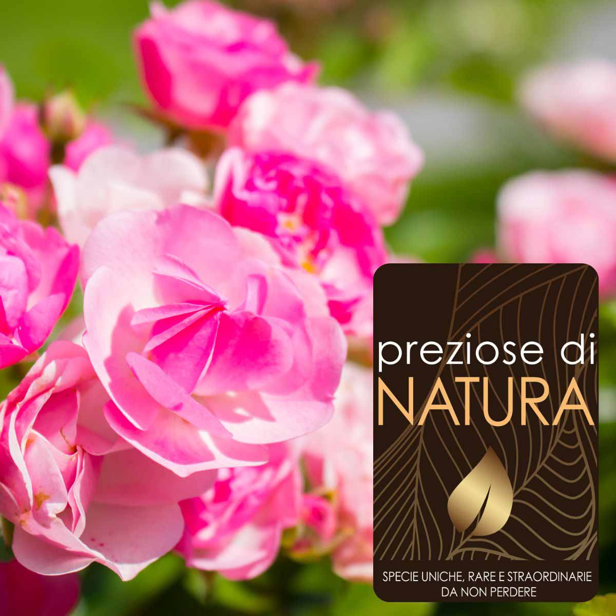 Preziose di Natura – Rose Floribunda in varietà