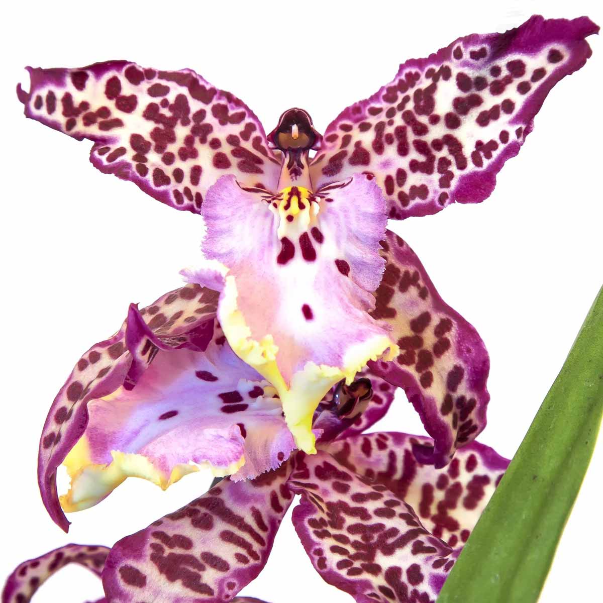 Cambria: l’orchidea alla portata di tutti!