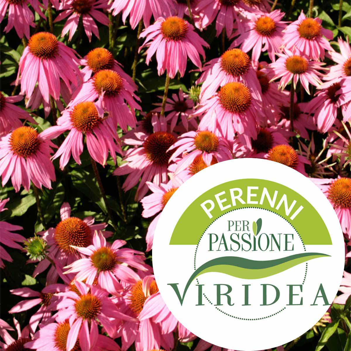 Linea Perenni per Passione – Echinacea in varietà
