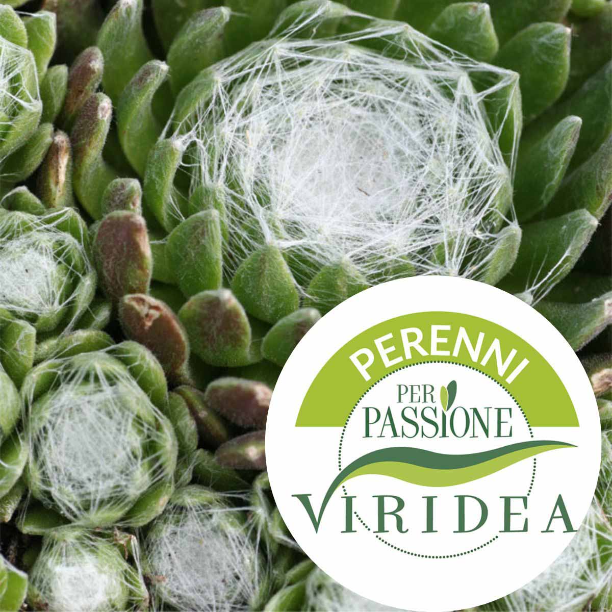 Linea Perenni per Passione – Sempervivum in varietà
