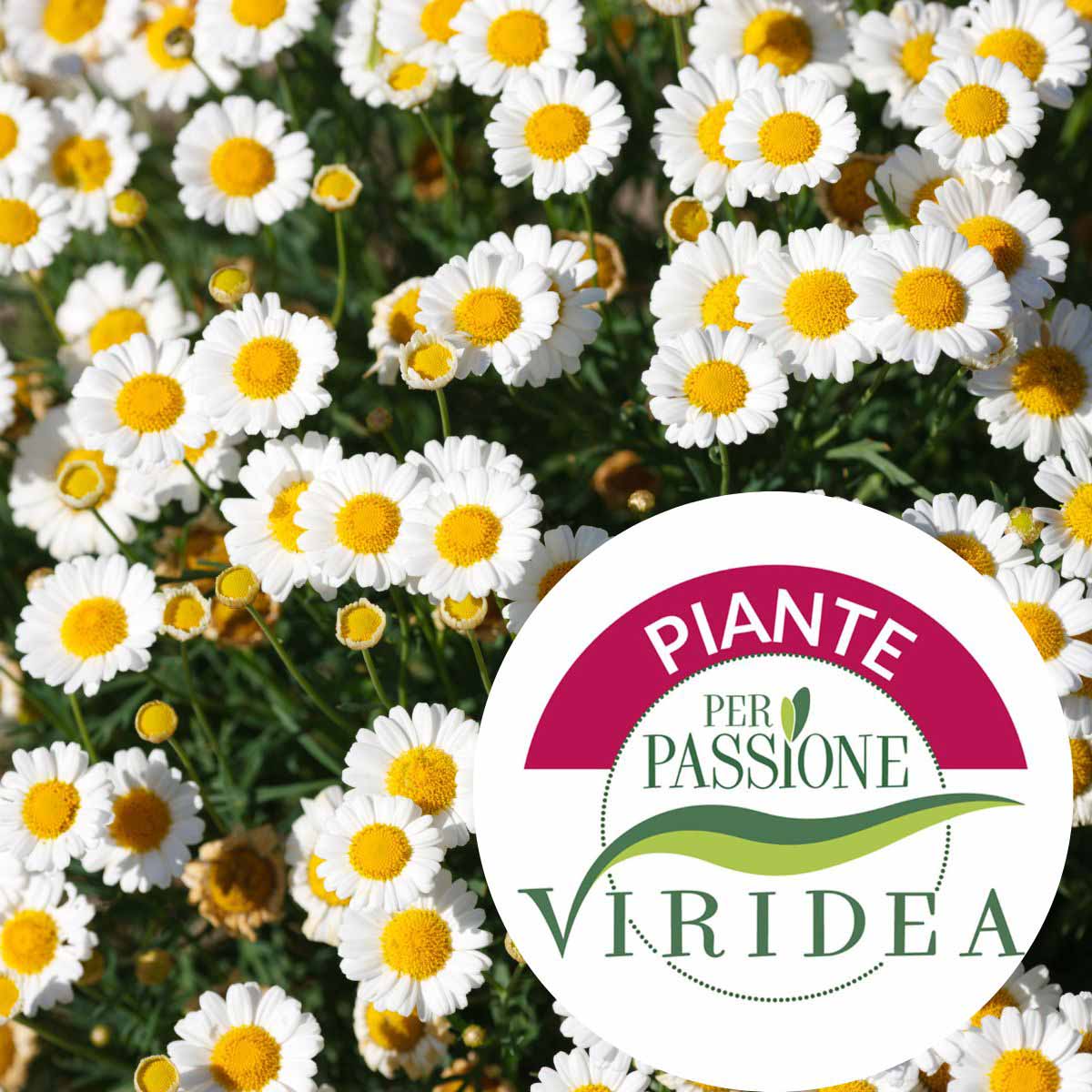 Linea Piante per Passione – Argyranthemum (Margherita)