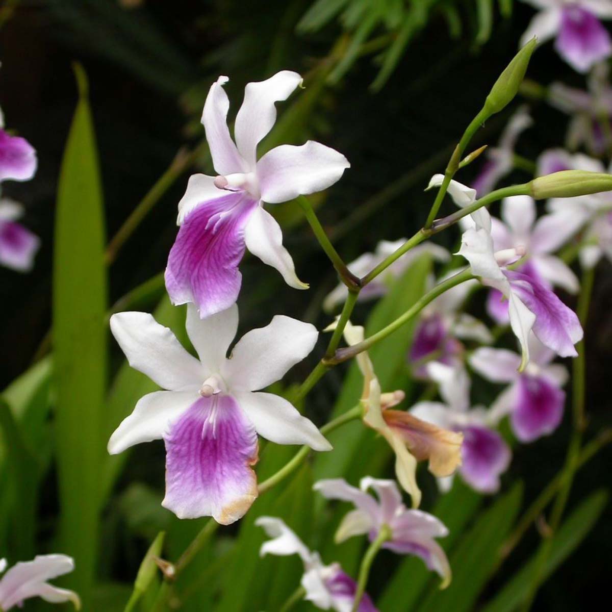 Le Orchidee Miltonia e Miltoniopsis