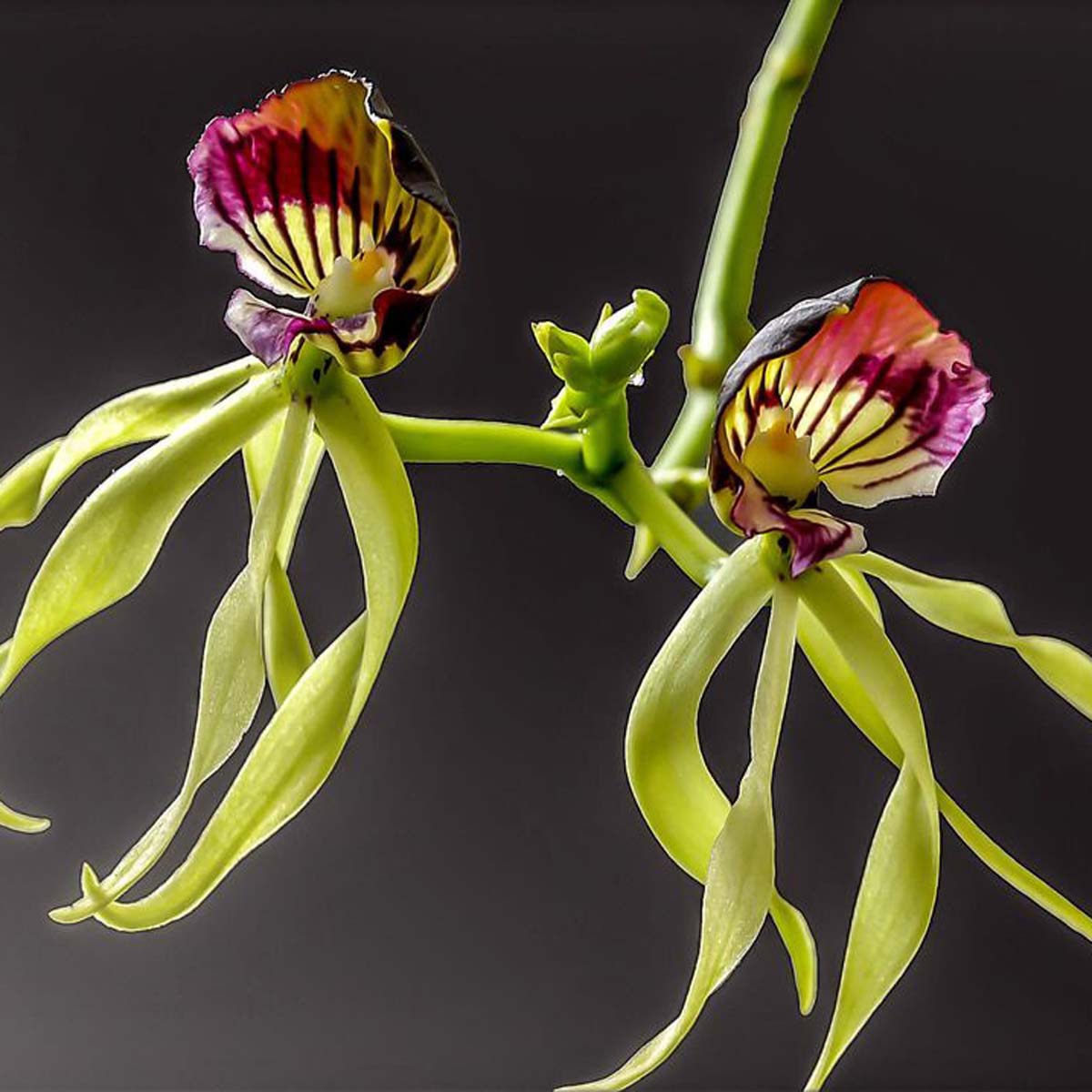 L’Orchidea Encyclia bella come una conchiglia
