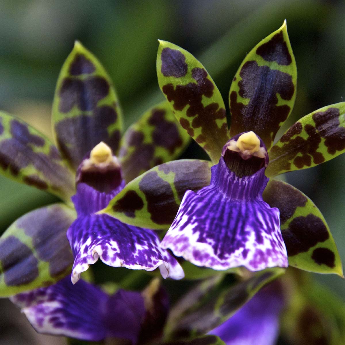 L’Orchidea Zygopetalum bella e profumata