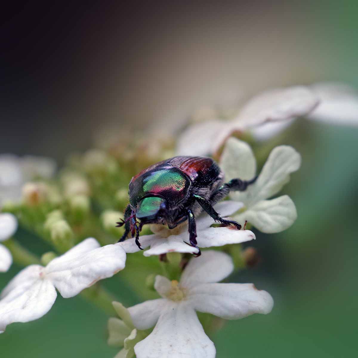 Popilia japonica, un aiuto dall’olio di neem