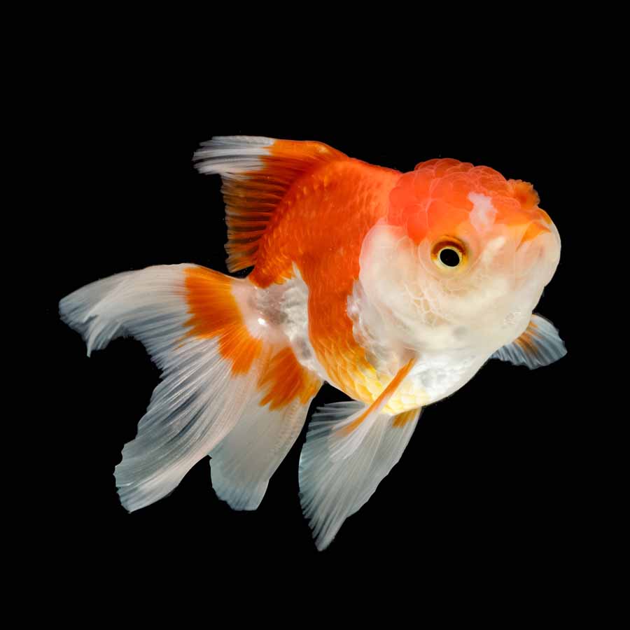 Carassius Auratus – Oranda