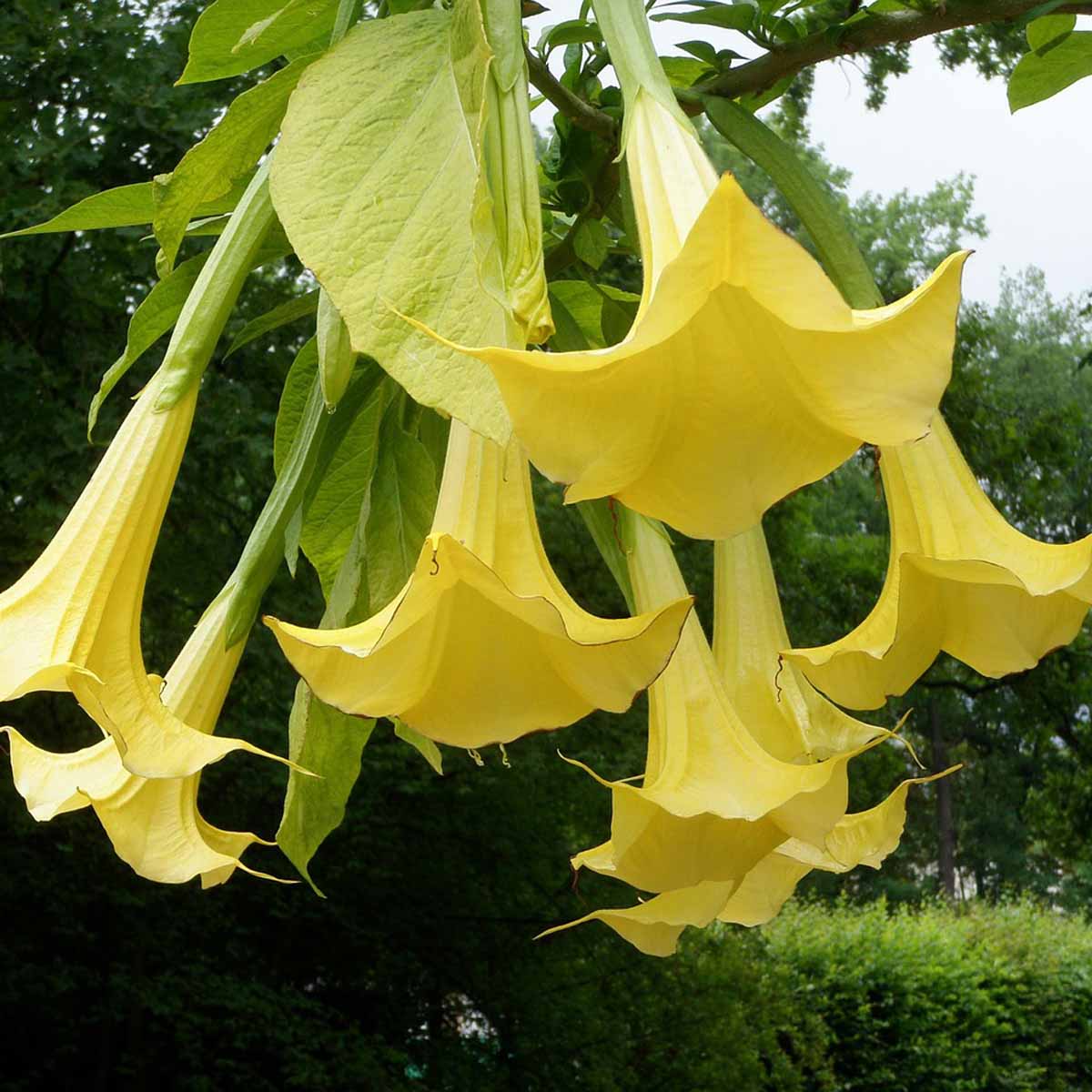 La Datura