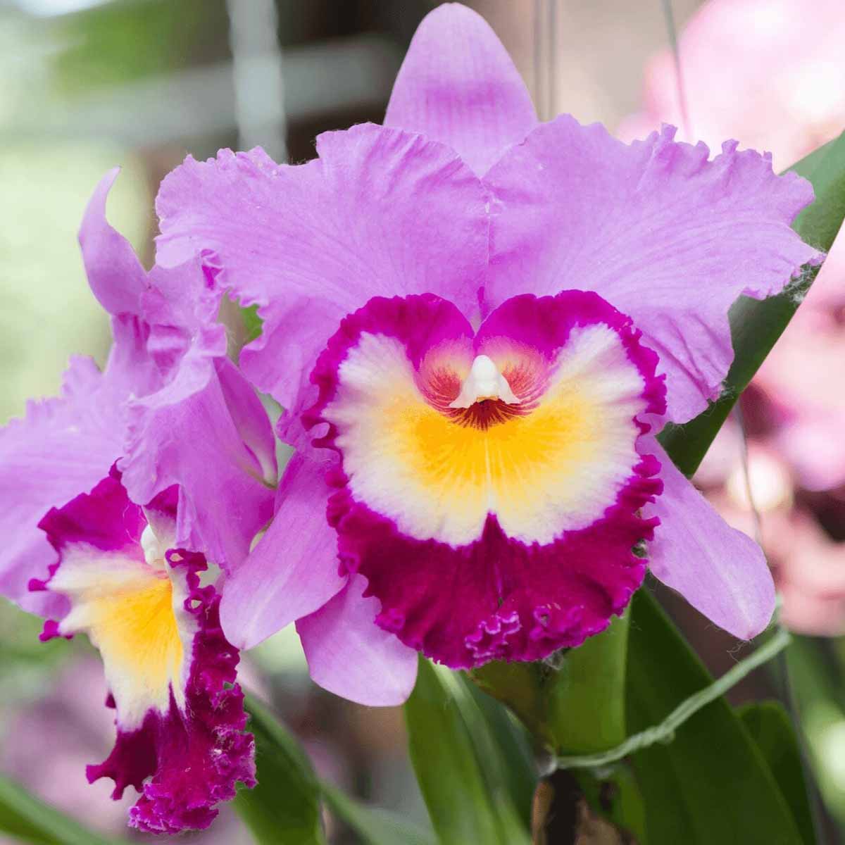 La star delle orchidee si chiama Cattleya
