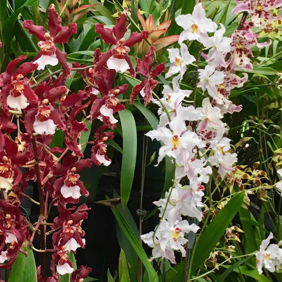 Odontoglossum le Orchidee super eleganti