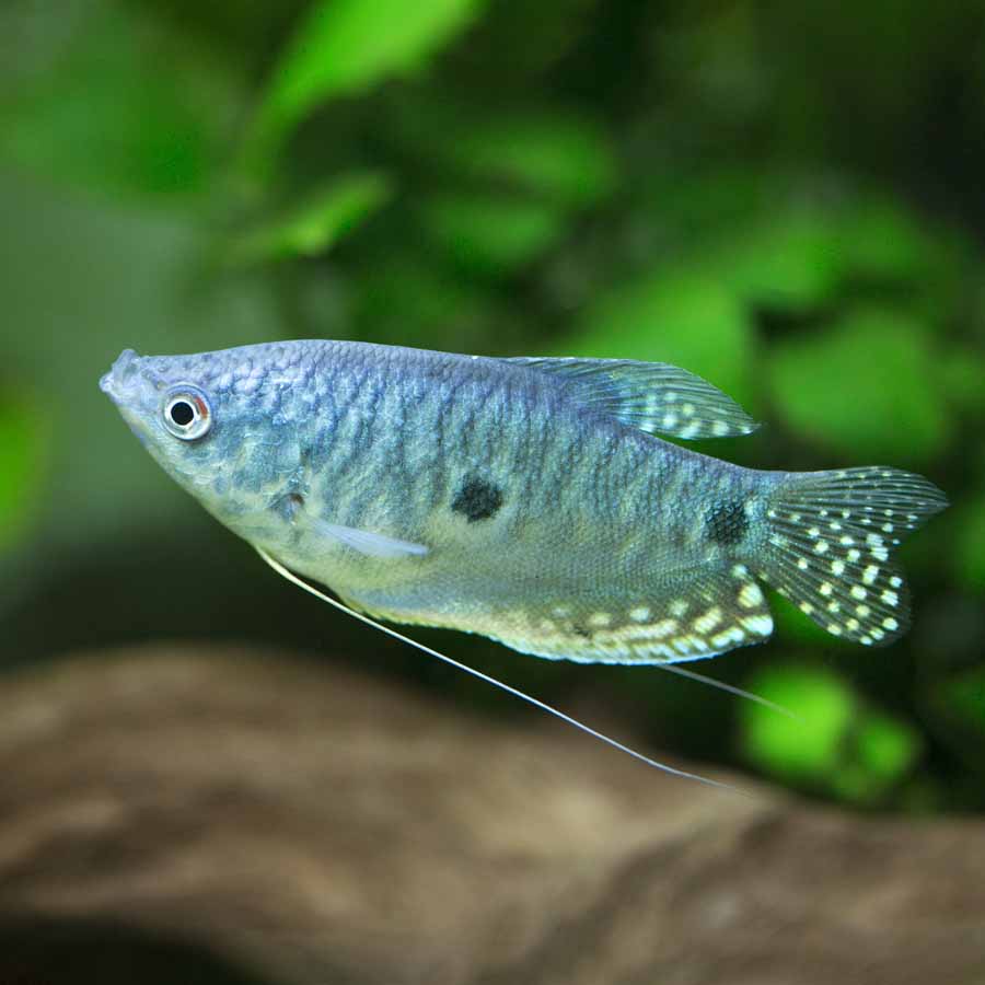 Pesci per acquario: le 10 specie più amate