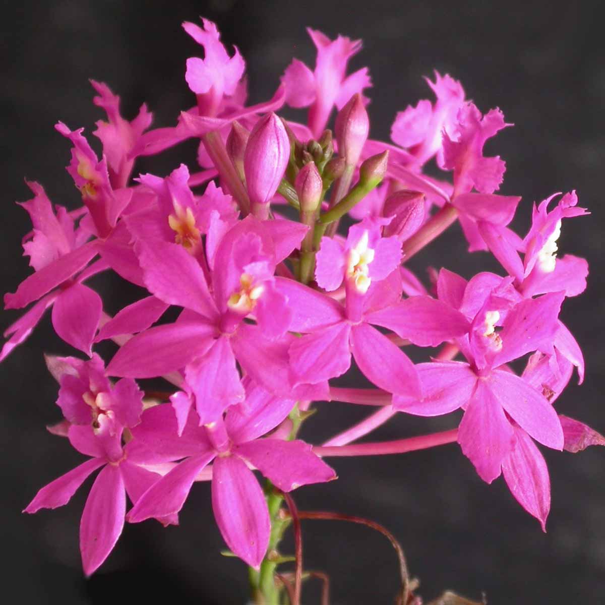 L’eccentrica Orchidea Epidendrum
