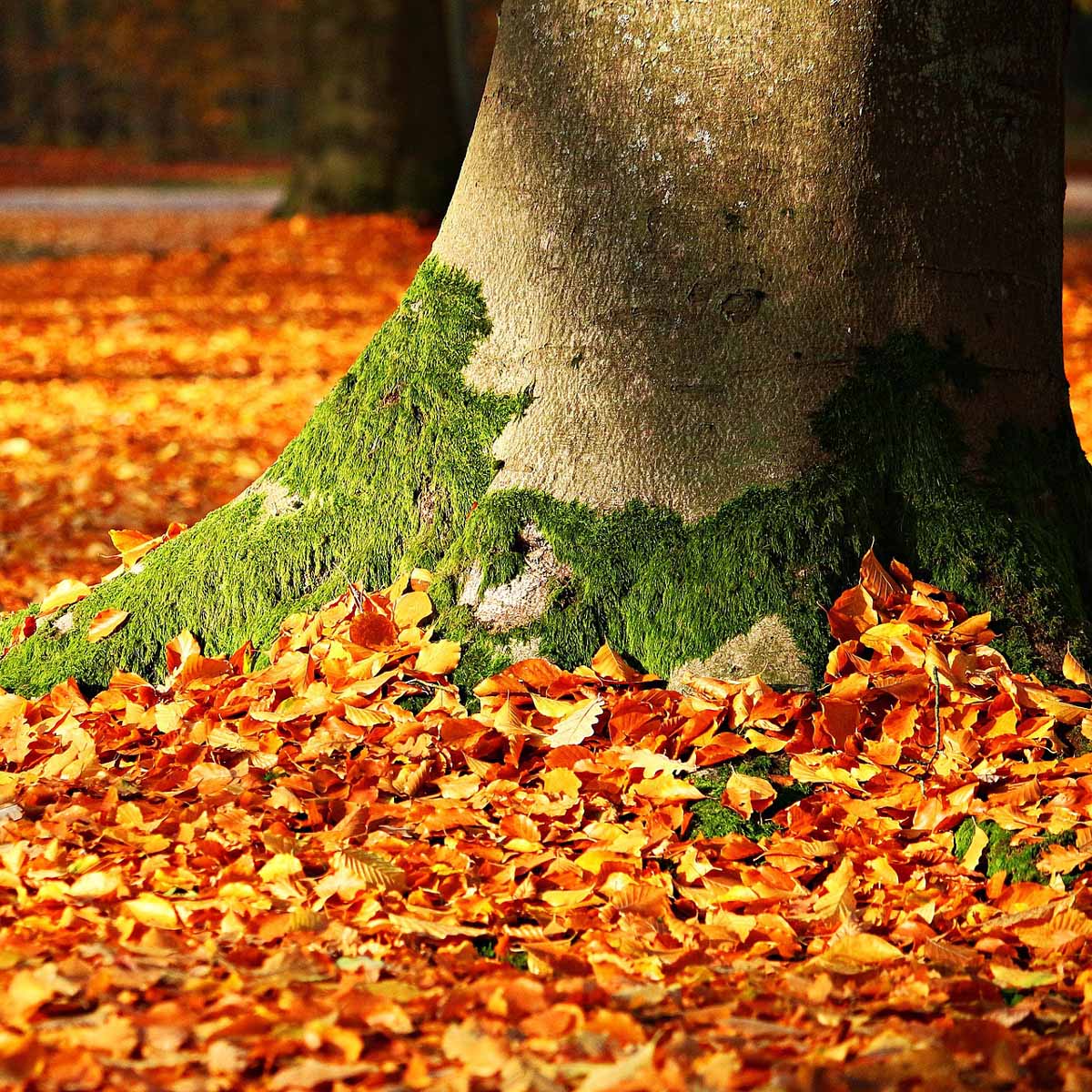 10 alberi che colorano l’autunno
