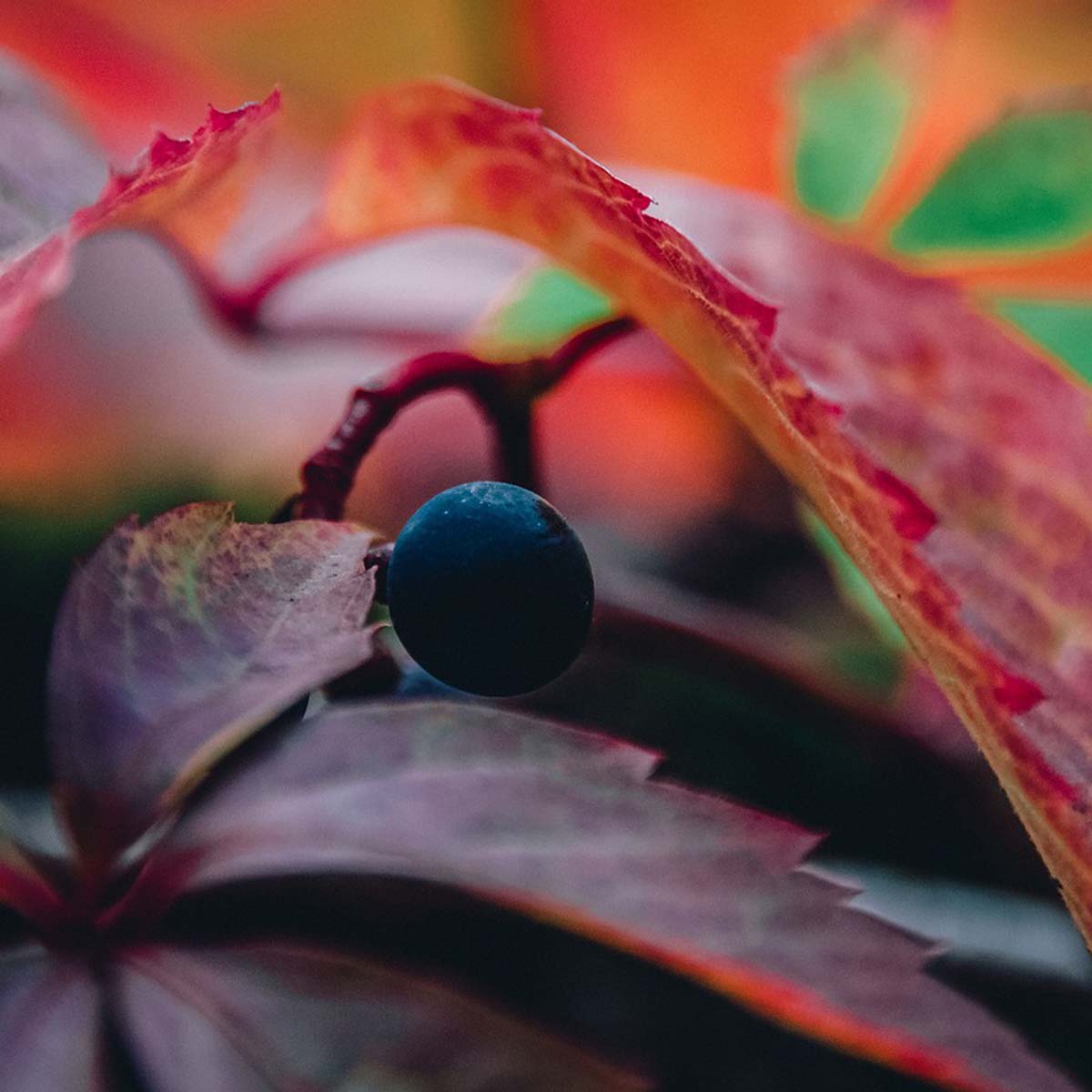 10 piante che colorano l’autunno